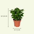 Verrassingsbox - Ø12cm - ↕25cm - x8