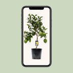 Citrus Lemon - Ø22cm - ↕80cm