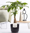 Pachira Aquatica In P&PURE Ceramics Liv - Ø12cm - ↕45cm