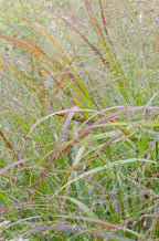 Panicum virgatum Cheyenne Sky - Ø23cm - ↕60cm - Ø19 - ↨50cm