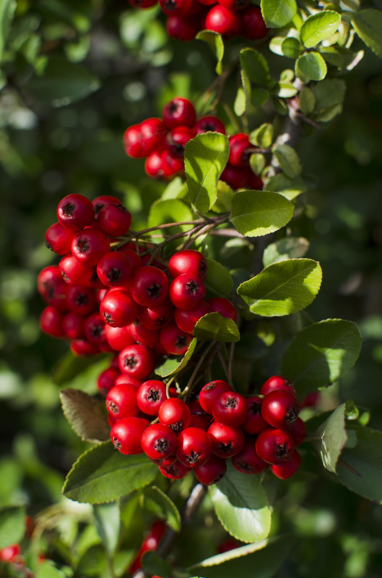 Pyracantha coccinea Red Star - Ø23cm - ↕75cm - Ø23 - ↨75cm