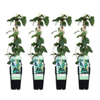 4x - Lonicera japonica 'Halliana' - ↨65cm - Ø15