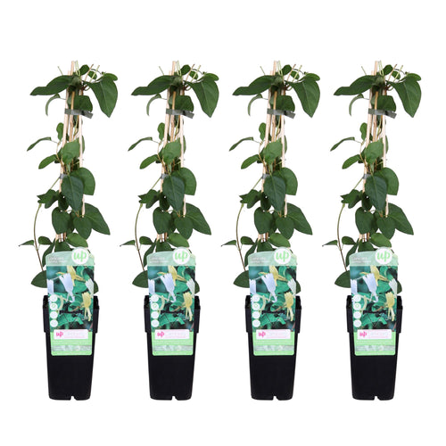 4x - Lonicera japonica 'Halliana' - ↨65cm - Ø15