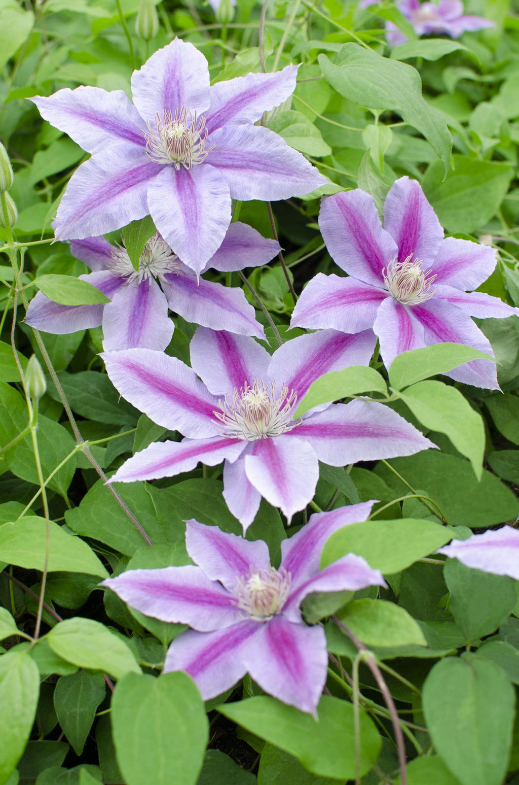 4x - Clematis Dr Ruppel - ↨65cm - Ø15