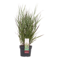 Panicum virgatum Cheyenne Sky - Ø23cm - ↕60cm - Ø19 - ↨50cm
