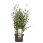 Panicum virgatum Cheyenne Sky - Ø23cm - ↕60cm - Ø19 - ↨50cm