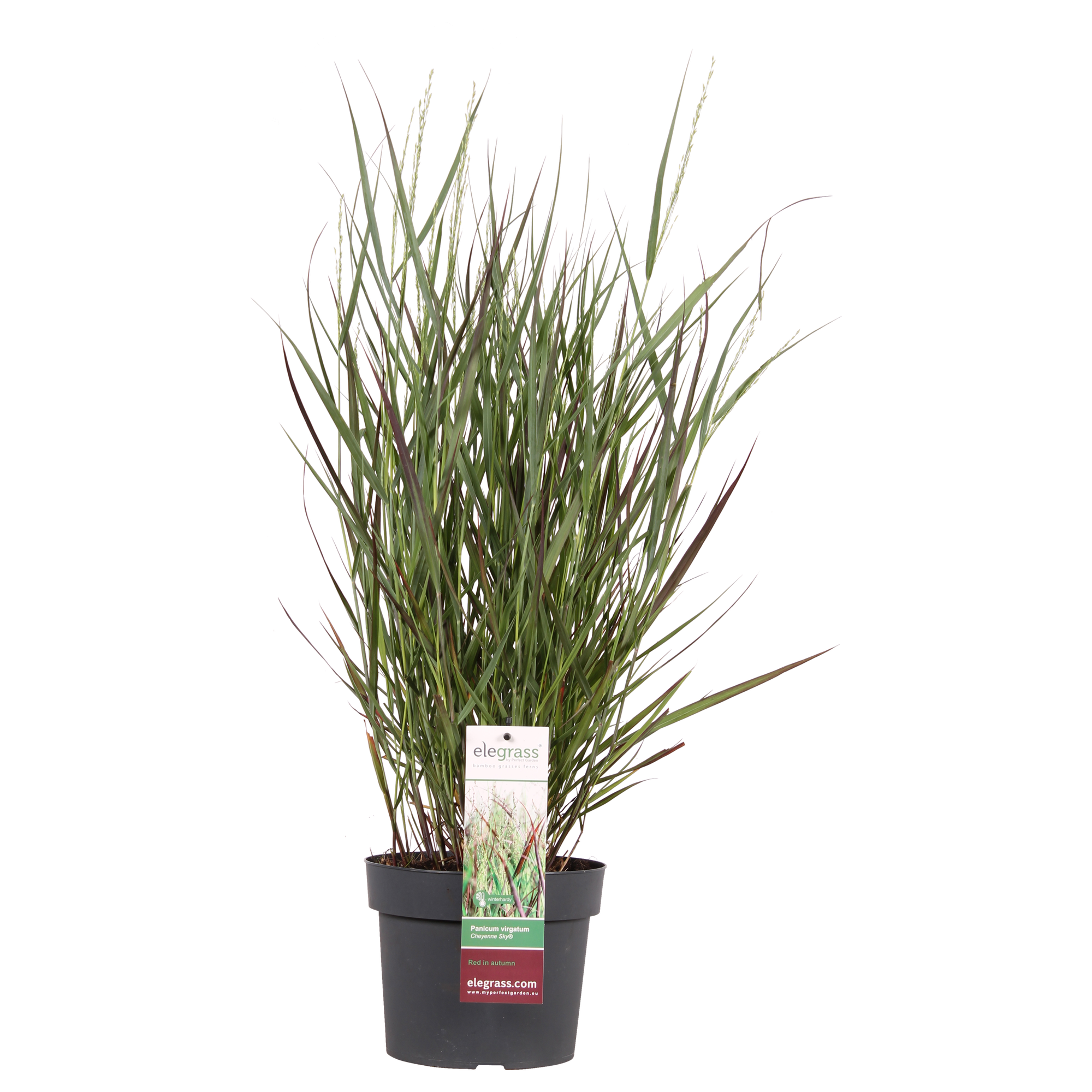 Panicum virgatum Cheyenne Sky - Ø23cm - ↕60cm - Ø19 - ↨50cm