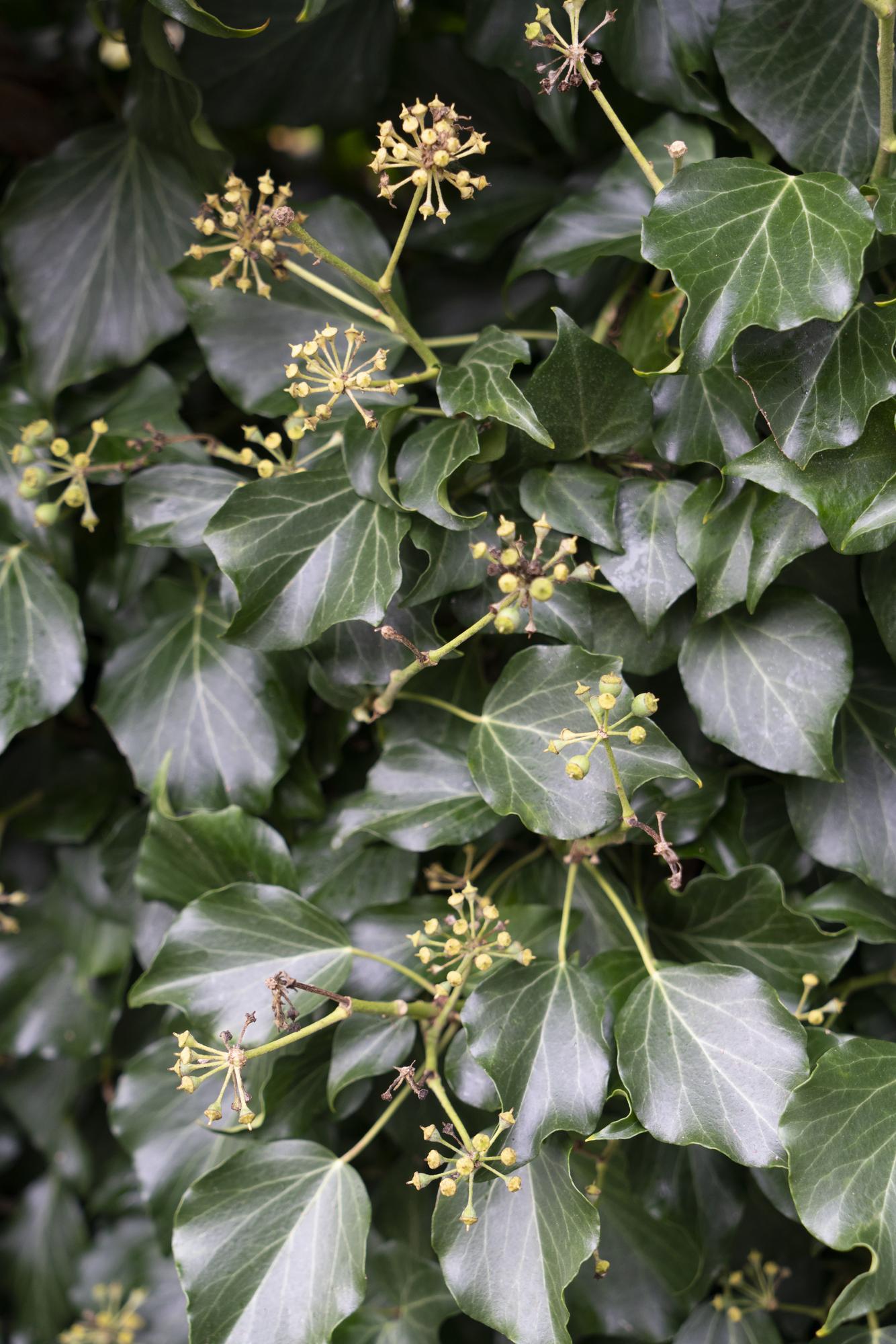 Hedera hibernica - Ø15cm - ↕65cm