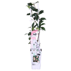 Trachelospermum 'Star of Ibiza' - Toscaanse Jasmijn Roze - Ø15cm - ↕65cm