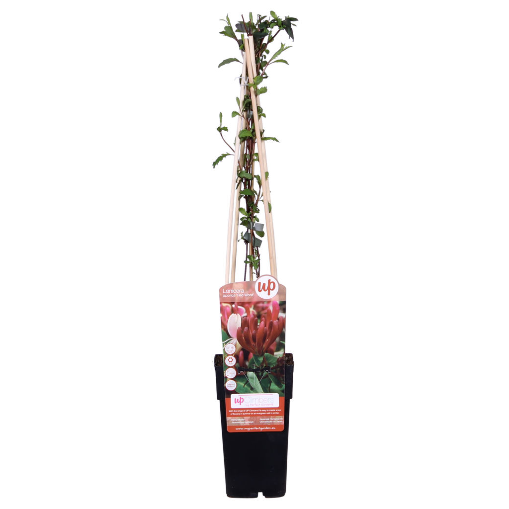 Lonicera japonica 'Red World' - Ø15cm - ↕65cm