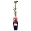Lonicera japonica 'Red World' - Ø15cm - ↕65cm