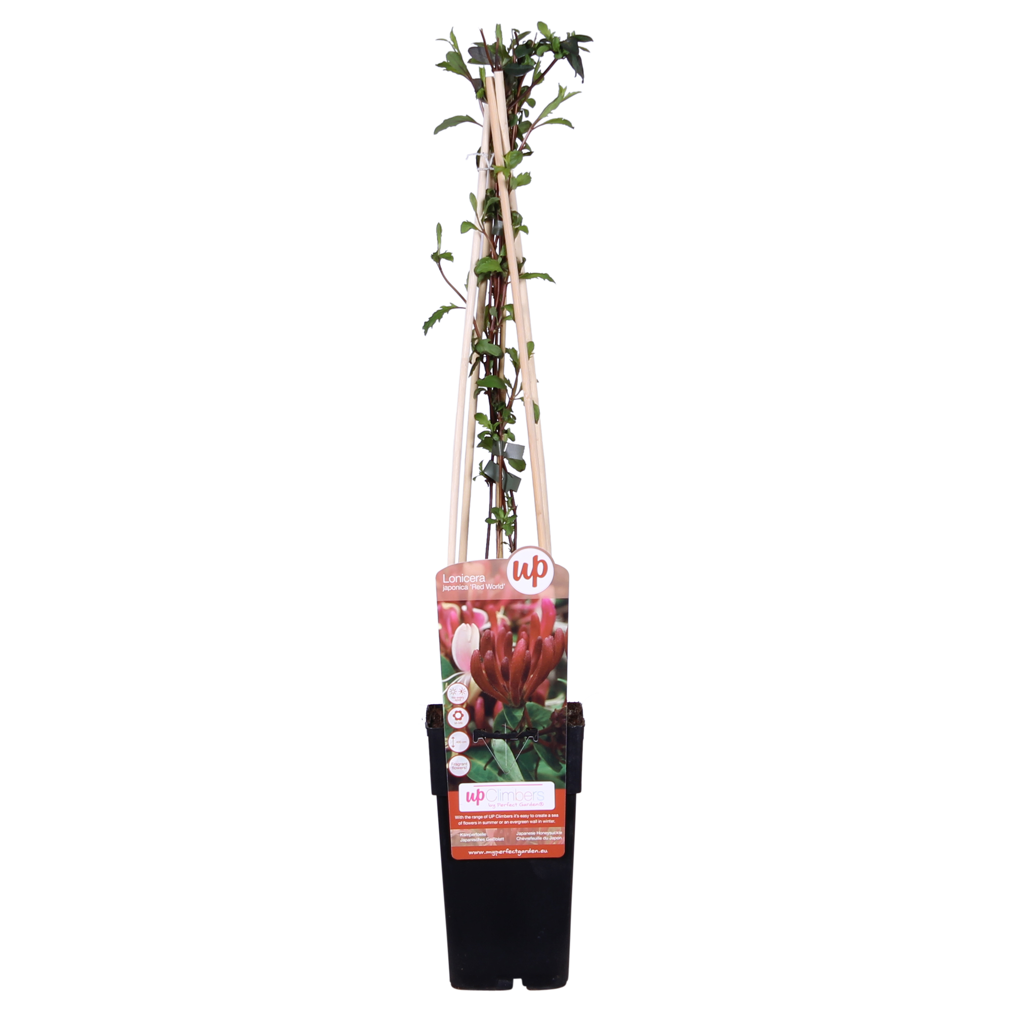 Lonicera japonica 'Red World' - Ø15cm - ↕65cm