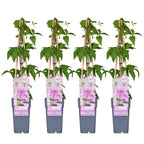 4x - Clematis Hagley Hybrid - ↨65cm - Ø15