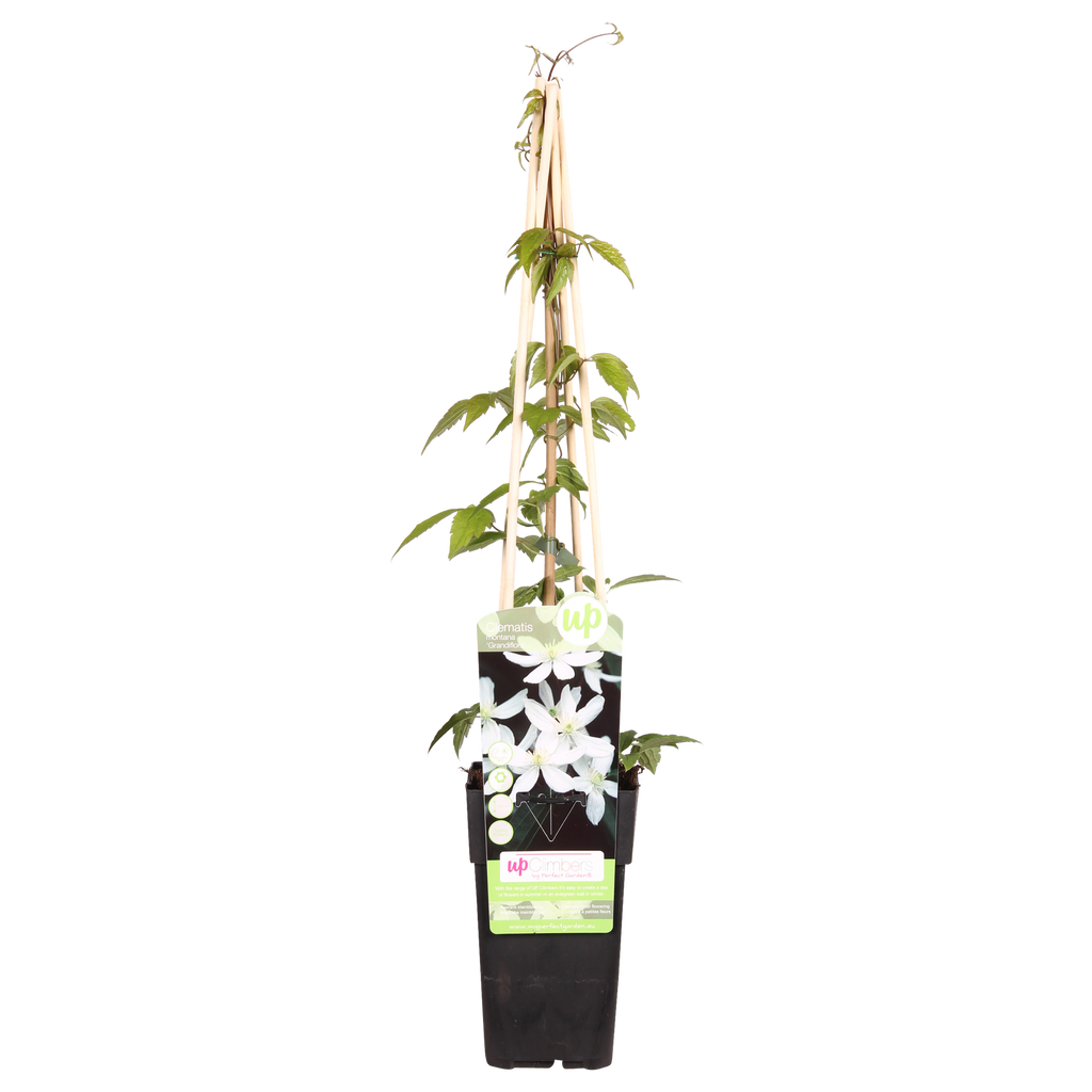 Clematis Montana 'Grandiflora' - ↨65cm - Ø15
