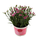 Dianthus Pink Kisses 17 CM © - Ø17cm - ↕40cm