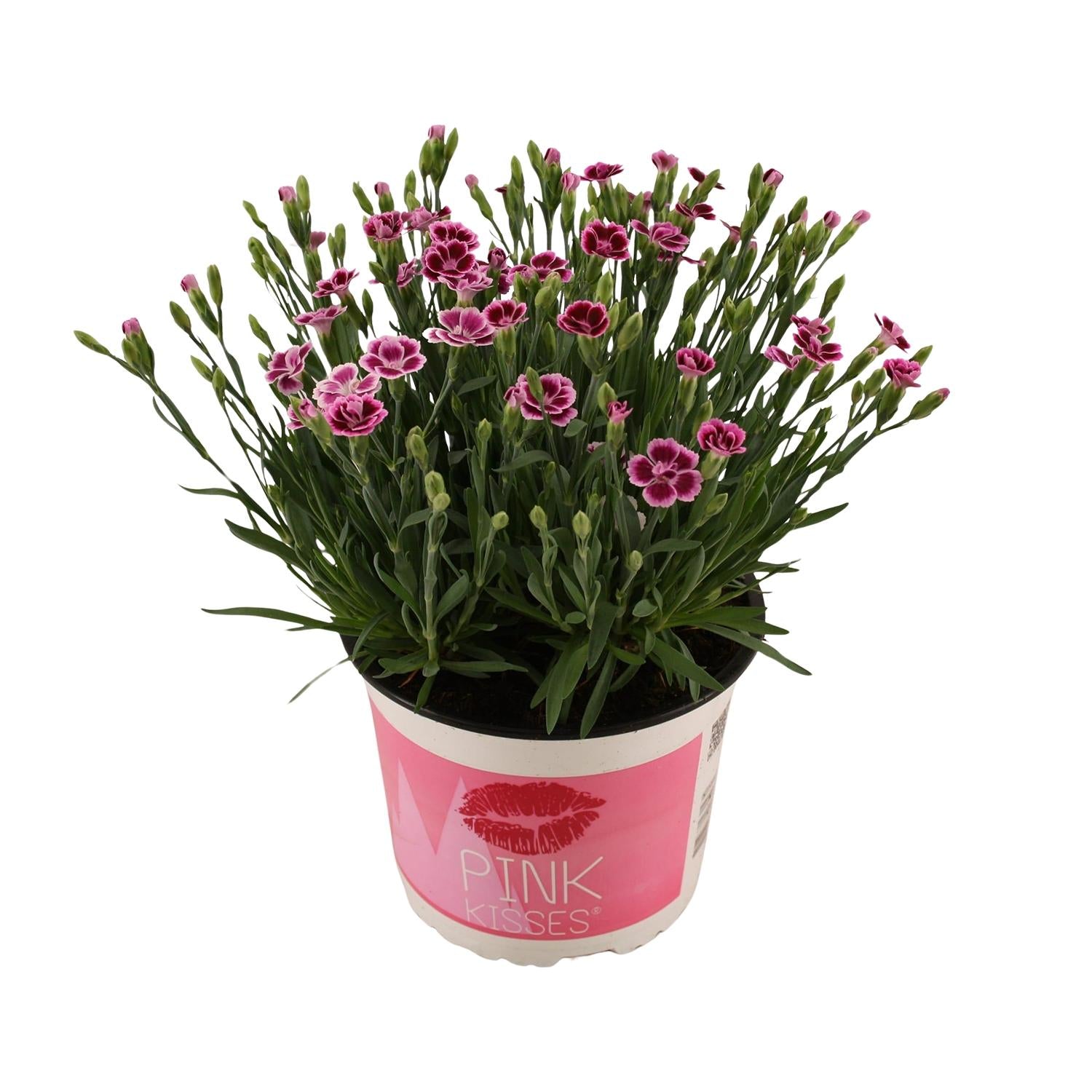 Dianthus Pink Kisses 17 CM © - Ø17cm - ↕40cm