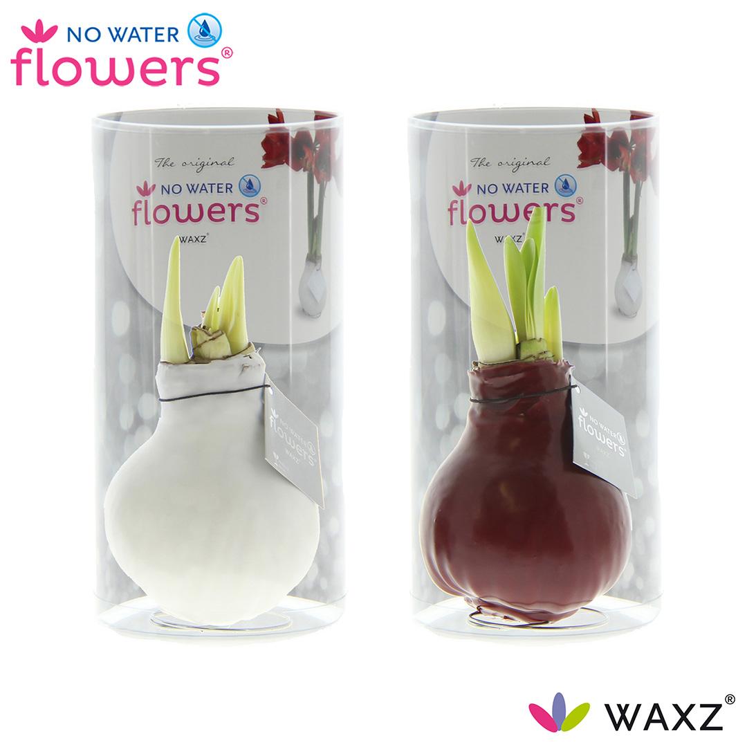 No Water Flowers Waxz Colorz in Koker - 2 stuks - Ø7 cm - ↕15 cm