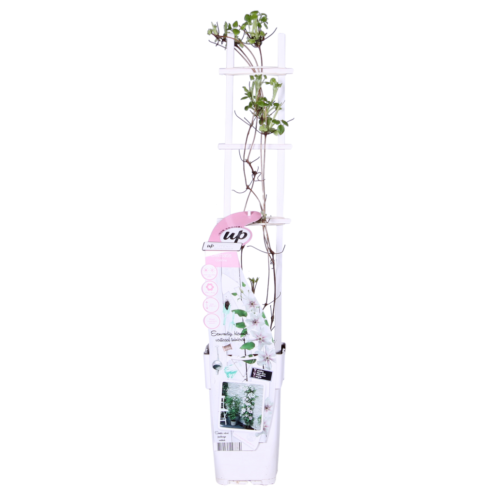 Clematis Corinne - Clematis Evison Wit - Ø15cm - ↕65cm - Ø15 - ↨65cm