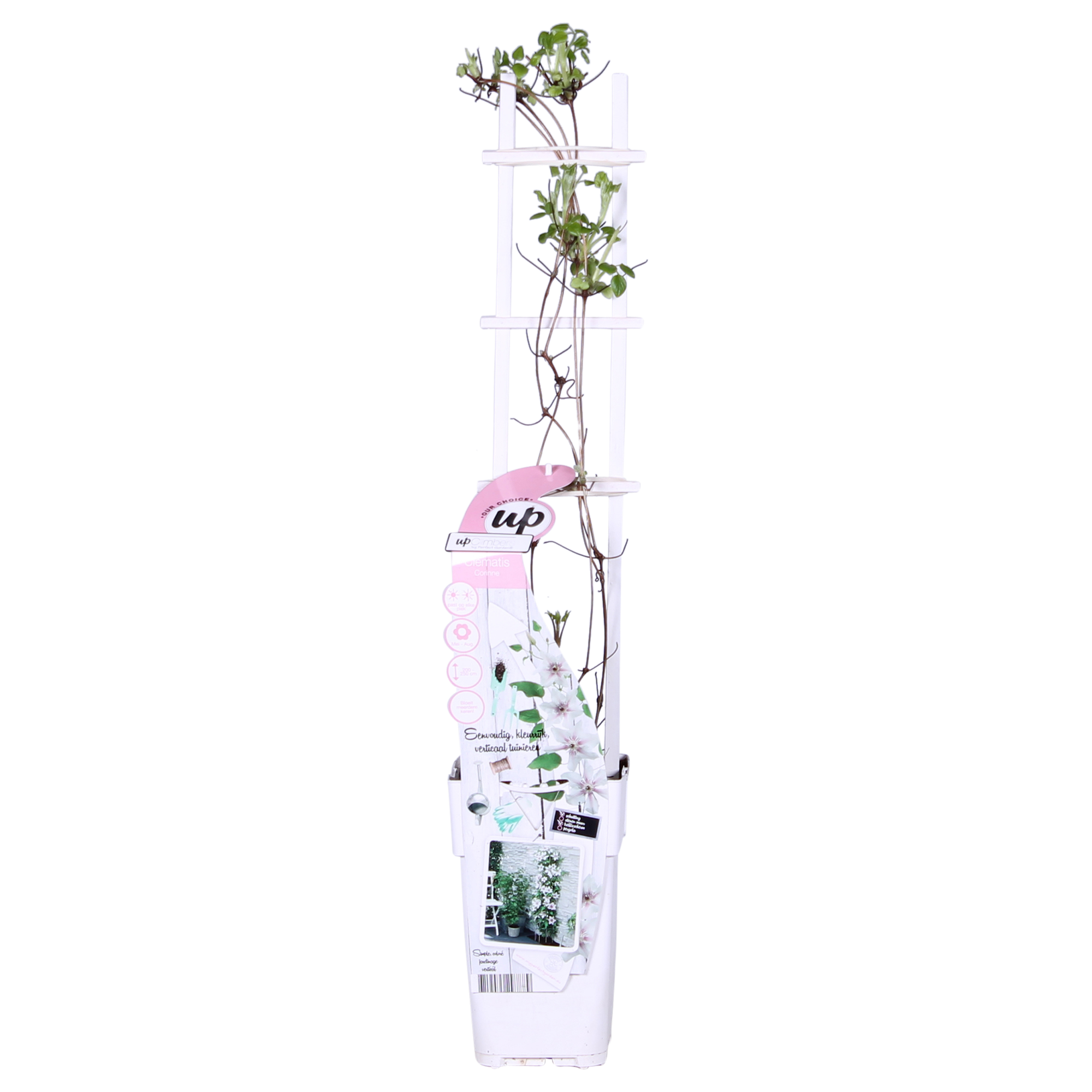 Clematis Corinne - Clematis Evison Wit - Ø15cm - ↕65cm - Ø15 - ↨65cm