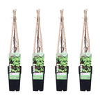 4x - Parthenocissus tricuspidata 'Veitch Boskoop' - ↨65cm - Ø15