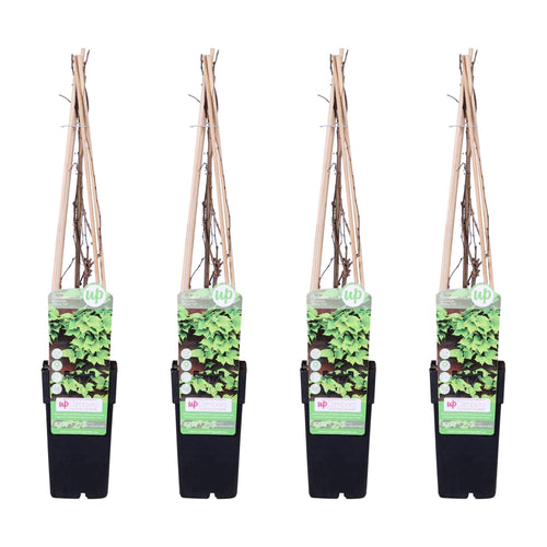4x - Parthenocissus tricuspidata 'Veitch Boskoop' - ↨65cm - Ø15