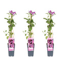 3x - Clematis Tudor - ↨65cm - Ø15