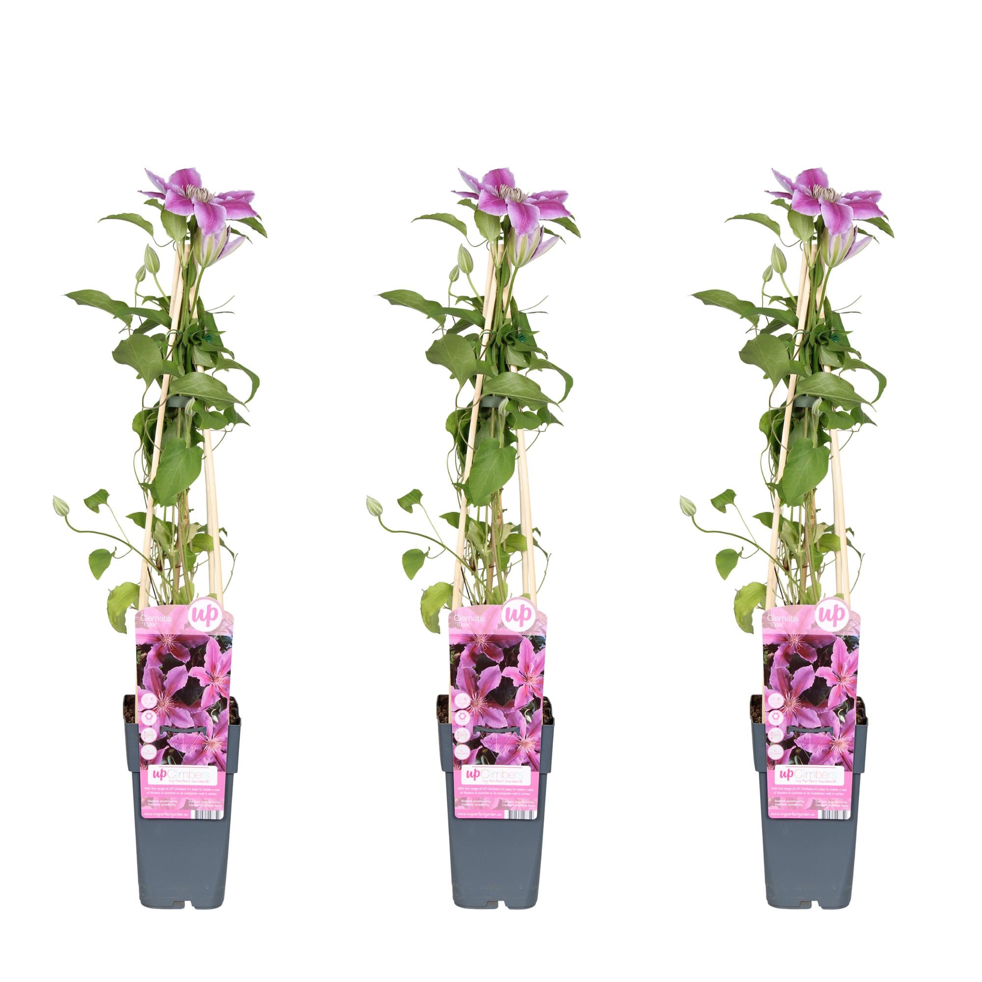 3x - Clematis Tudor - ↨65cm - Ø15