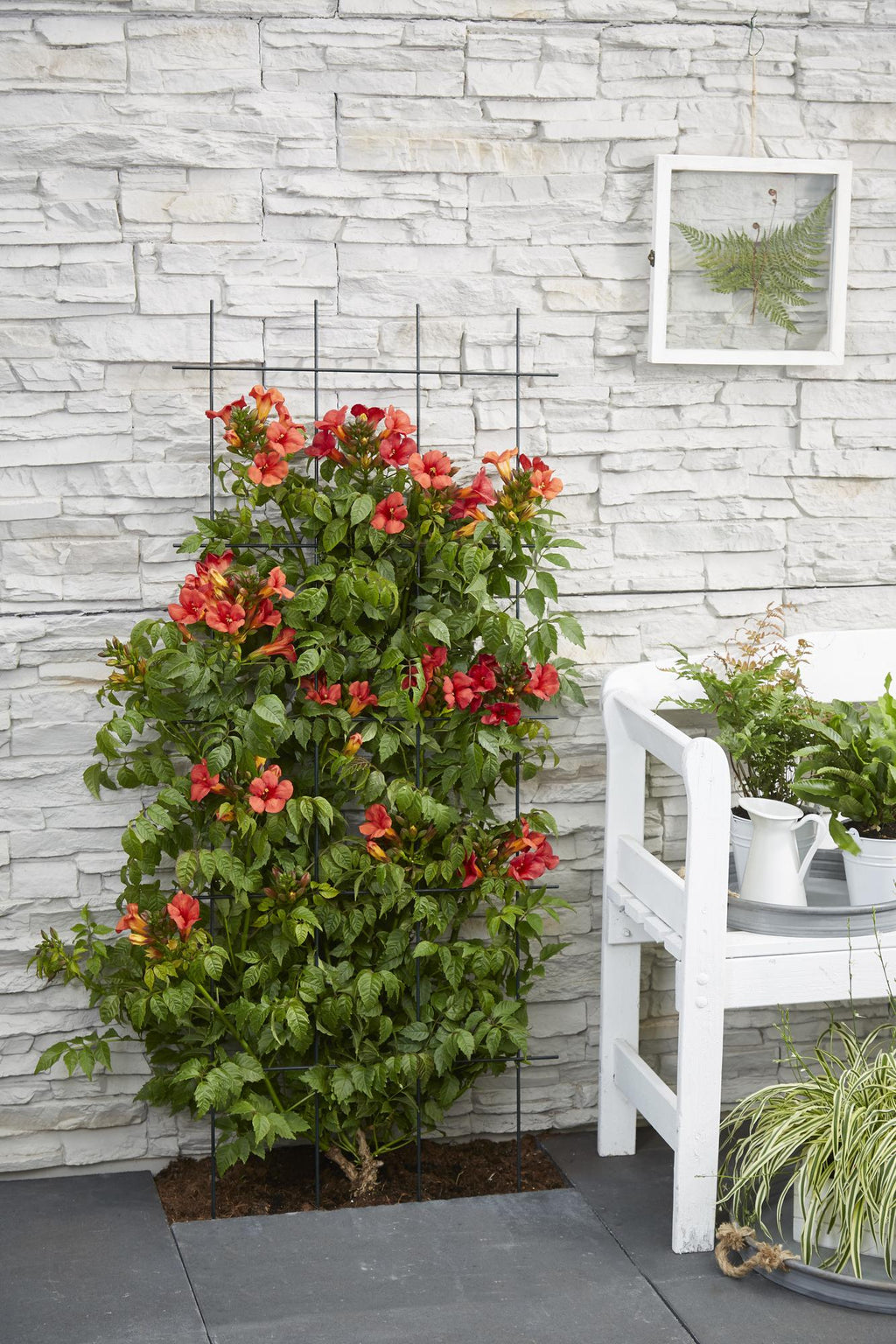 Campsis Summer Jazz Fire Trumpet - Ø19cm - ↕70cm - Ø15 - ↨65cm