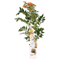 Campsis Indian Summer - Trompetbloem Oranje - Ø15cm - ↕65cm - Ø15 - ↨65cm
