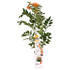 Campsis Indian Summer - Trompetbloem Oranje - Ø15cm - ↕65cm - Ø15 - ↨65cm