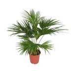 Livistona Chinensis - 150 cm - ø24