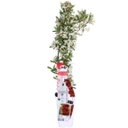 Pyracantha coccinea Red Star - Ø23cm - ↕75cm - Ø15 - ↨65cm