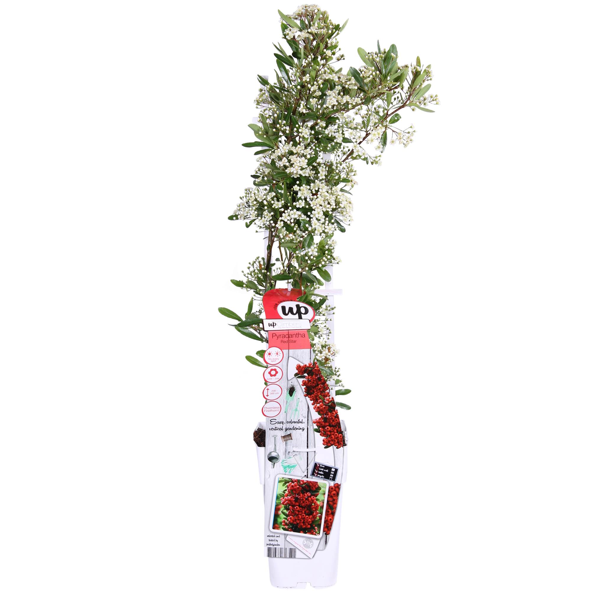 Pyracantha coccinea Red Star - Ø23cm - ↕75cm - Ø15 - ↨65cm