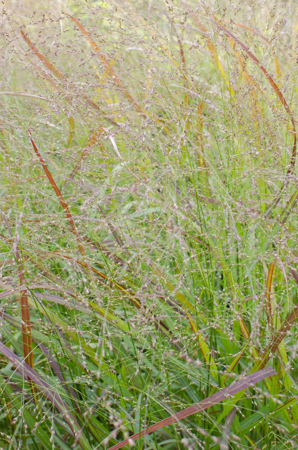 Panicum virgatum Cheyenne Sky - Ø23cm - ↕60cm - Ø19 - ↨50cm