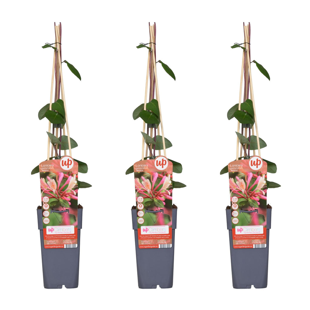 3x - Lonicera periclymenum 'Belgica' - ↨65cm - Ø15