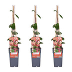3x - Lonicera periclymenum 'Belgica' - ↨65cm - Ø15