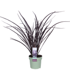 Phormium 'Rubra Nana' - Ø14cm - ↕50cm