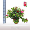 Sundaville Hanging Basket Tricolor - Ø25cm - ↕50cm