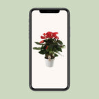 Anthurium Red Champion - Ø21cm - ↕65cm