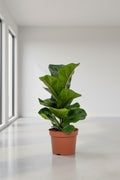 Ficus Lyrata - Ø12cm - ↕30cm