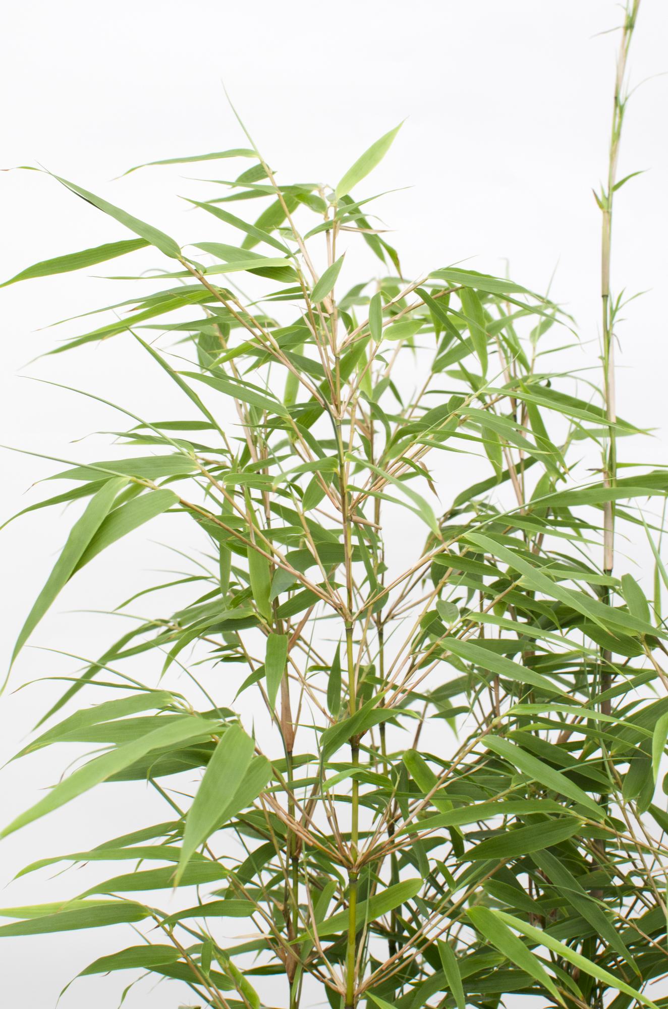 Fargesia rufa - Niet woekerende bamboe - Ø19 - ↨50-60cm