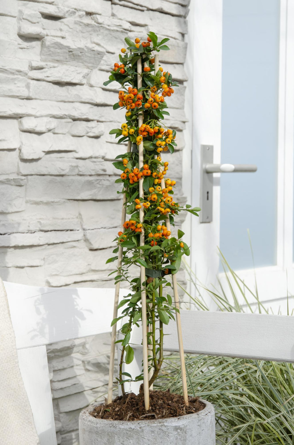 Pyracantha 'Orange Glow' - Ø15cm - ↕65cm