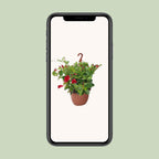 Sundaville Hanging Basket Tricolor - Ø25cm - ↕50cm