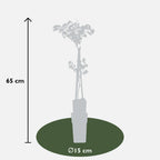 2x - Wisteria floribunda 'Black Dragon' - ↨65cm - Ø15