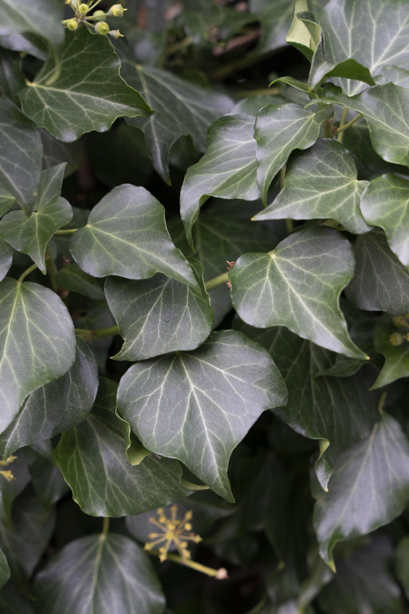 4x - Hedera hibernica - ↨65cm - Ø15