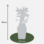 Actinidia arguta 'Issai' - Kiwibes - Ø13cm - ↕45cm
