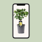 Citrus Lemon op Stam - Ø15cm - ↕35cm