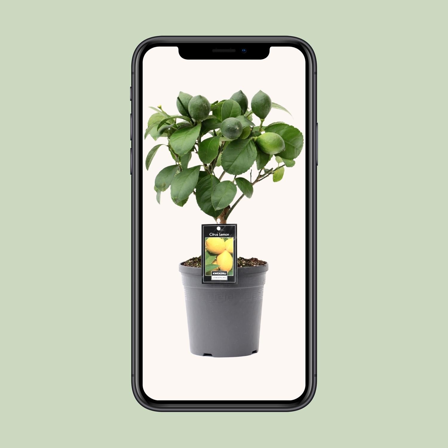 Citrus Lemon op Stam - Ø15cm - ↕35cm
