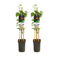 Rubus Occidentalis Black Jewel - 2 stuks - Ø17cm - ↕75cm