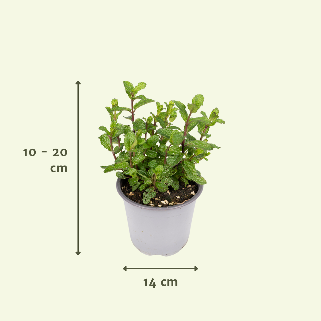 Tuinkruiden Mix - 4 stuks - Ø14cm - ↕18cm
